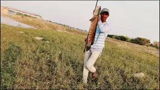 Tiger maral fish catch up frogs casting fish tiger snake head