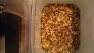 Dermestids: Attagenus unicolor Time-Lapse #11