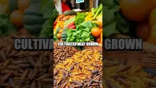 Alternative Protein Sources for a Sustainable Diet