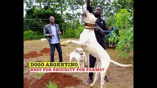 DOGO ARGENTINO DOG BREED @ IGUARDIAN FEDELI KENNEL NYERI COUNTY ,IS IT THE BEST DOG BREED FOR FARMS?