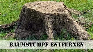 Tipps zum Baumstamm entfernen