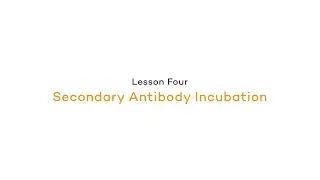 In the Lab: Secondary Antibody Incubation | Intro to Western Blotting