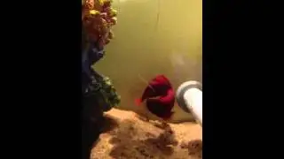 Siamese fighting fish in nuptial embrace