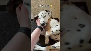 🤍🖤 #dalmatian #puppy #dalmatiandog #dogtraining #welpe #cutedog #dog #cute #trending #thenandnow