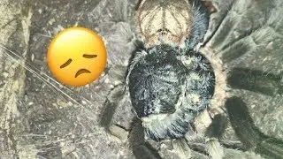 TARANTULA MOLTING UPRIGHT &middot; not what I was expecting