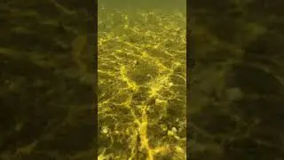 Underwater In the Shallow Part Of The Lake