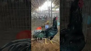 Kodi kaki #bhimavaram #punjulu #rooster #shortsart #shortvideo #shortsfeed #shortvideo #shorts