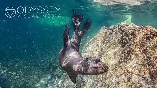 Espiritu Santo Island, Diving | Seals Baja California Sur Mexico M&eacute;xico Travel Nature Underwater