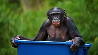 Funny Baby Monkey Fails to Outsmart Blue Box! Cute Chimpanzee Zoo Playtime
