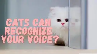 Cats can recognize your Voice?🤔