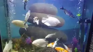 Beautiful Real Colorful tropical fish Aquarium relaxing nature! HD_1080p