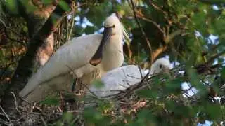 Lepelaar op nest, De Liede