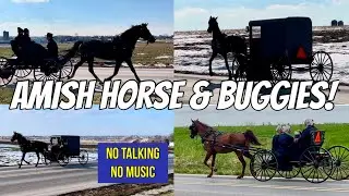 🐴Amish Buggy’s Passing By | Horse Hooves & Wagon Wheels ASMR | Lancaster County, PA 