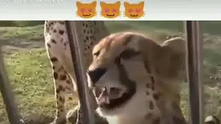 Как мяукают гепарды)