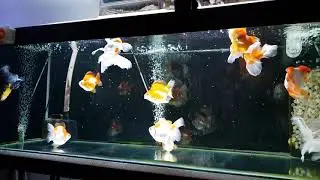 Feeding Tetrabits to my Goldfish