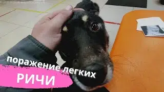 Фиброз в лёгких  у щенка. Ричи мог умереть на улице