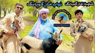 Barbari goat || barbari galmori bareed rahim yar khan