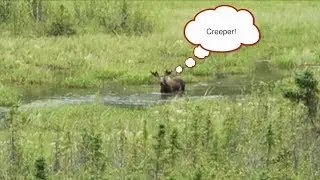 MOOSE TAKES BATH - Living in Alaska