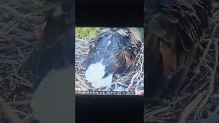 Watch till the end Turn volume up Big Bear Eagles the 2nd Egg arrives today #blessings #bigbeareagle