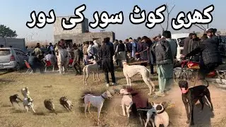 Shikar pig hunting pakistan hunting wild boar vlog🐗pakistan azad kashmir 2023 🇵🇰