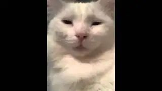 Cat Nose Whistle