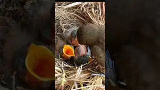 Mother feeding only one baby everyone else is sleeping (p2) #viral #trending #short #shorts