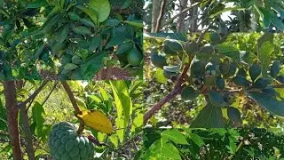 Oi vamos ver nossas rosa do deserto e as nossas frutific🌹🌼🥑🍊🍋