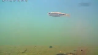 Procus Rush Underwater Video Took on 1080p