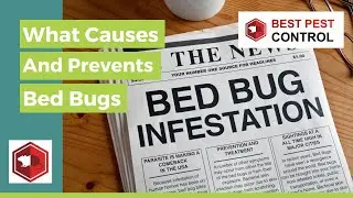 BED BUG CONTROL LONDON | FAST, RELIABLE SOLUTIONS FROM BEST PEST CONTROL