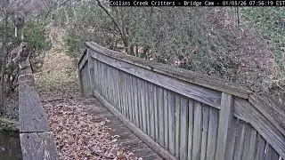 STARTLED Owls! Who's Scaring Who?? | Barred Owl Cam | January 5, 2026