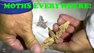 MOTHS COMING TO UV LIGHTS IN KEY LARGO FLORIDA   MOTH WEEK 2022