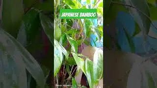 Japanese Bamboo/ Dracaena Surculosa #japanesebamboo#plants#dracaena#youtube @theaccounteachtv
