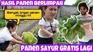 PANEN SAYUR GRATIS LAGI DI KEBUN MERTUA BULE, PANEN BERLIMPAH REJEKI AKAK SOLEH