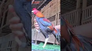 ayam perpaduan antara pama dan khoyngon #ayam #chicken #animals #funny #fyp