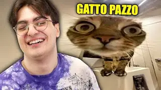 PROVA A NON RIDERE CON I GATTI CON LE VITE REACTION!