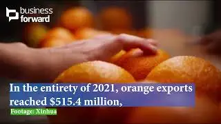 Egypt's orange exports reach historic levels