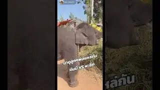 #PhlaiPhaEuk #elephant #animals