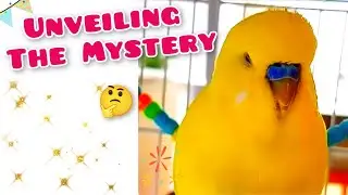 Budgie's Head-Bobbing Habit: Ever Wondered Why They Love It?