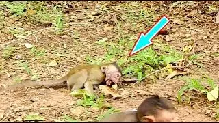 HURT IN HEART !! Funa Bite Nelson so hard make baby cry so hard || Mom take baby groom in chest