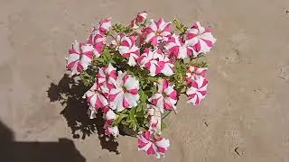 Beautiful Pink Petunia in my Home Garden🏡please subscribe to my channel🙏@richasingh5549
