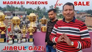 Madrasi Pigeons for Sale / Jiarul Gazi Pigeon Loft Visit at Ankurhati Howrah - 8697057906