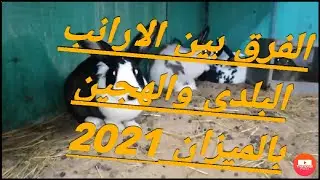 سلالات الارانب البلدى /الفرق بين الارانب البلدى والهجين بالميزان