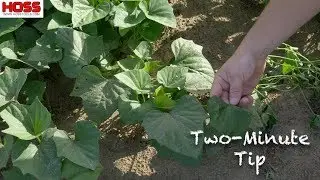 The Most Dangerous Weed in the Vegetable Garden!