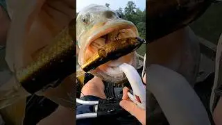 BEST Topwater Hookset I've EVER Seen! #topwater #fishing #hookset
