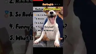 Ranking Funniest Animal Moments 🤣 #shorts