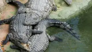 Top 10 most dangerous animals in the world