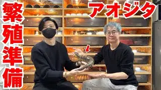 『ネシア系』のアオジタトカゲ繁殖準備を徹底解説！
