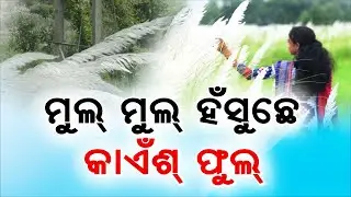 ମୁଲ୍ ମୁଲ୍ ହଁସୁଛେ କାଏଁଶ୍ ଫୁଲ୍  | Maa Durga | Kashatandi Flowers | Boudh | Patnagarh | Argus News