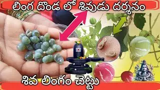 ప్రకృతిలో దర్శనమిచ్చే పదకొండు శివలింగాలు!! Linga donda! shiva linga chettu! About shiva linga kayalu