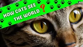 How Cats See the World Exploring Cat Vision and Feline Perception